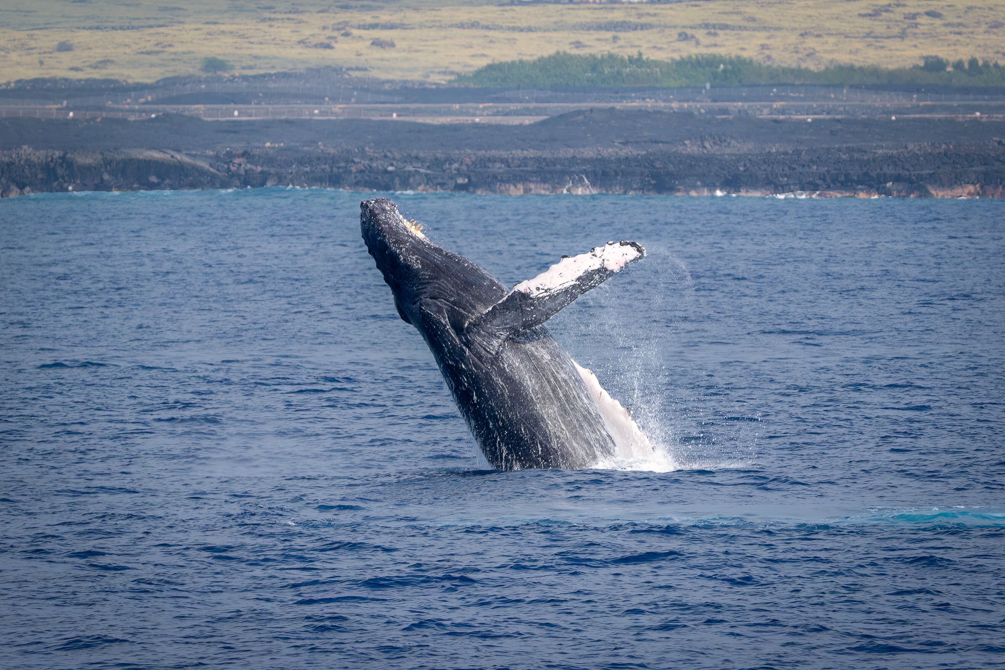 Big Island Whale Watch image 1